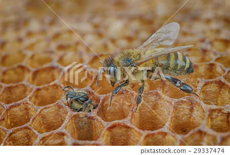 bee looks 29337474