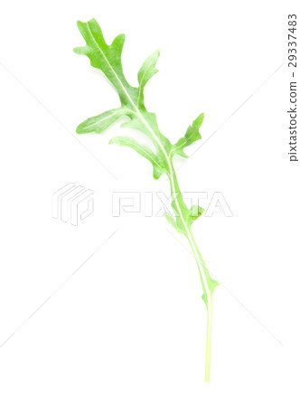 fresh arugula 29337483