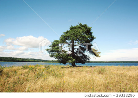 Pine tree stands along the beach of Kenozero lake. Pine tree stands along the beach of Kenozero lake. 29338290