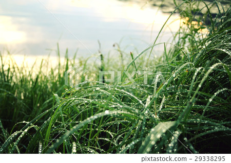 Morning dew on the grass. Kenozero lake at sunrise 29338295