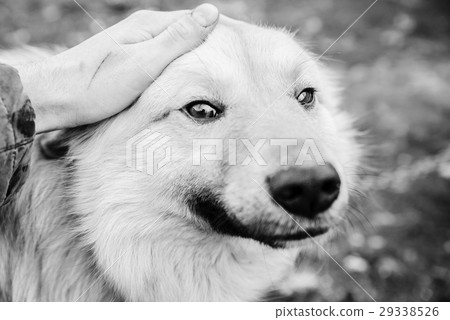A man is ironing a dog. Snapshot in the BW A man is ironing a dog. Snapshot in the BW 29338526