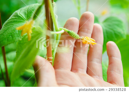 Flowering of cucumbers Flowering of cucumbers 29338528