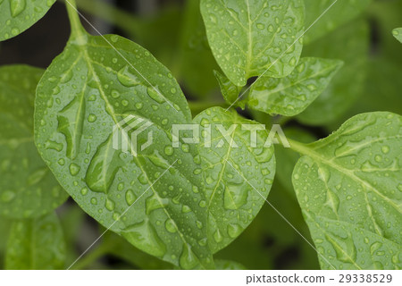 Green pepper lime in the rain Green pepper lime in the rain 29338529