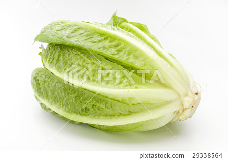 Romaine lettuce 29338564