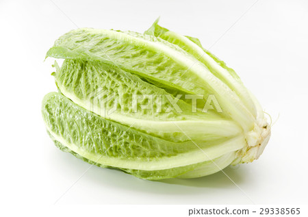 Romaine lettuce Romaine lettuce 29338565