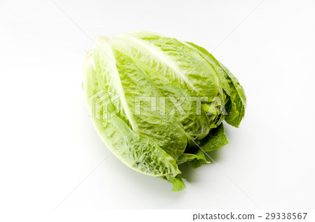 Romaine lettuce 29338567