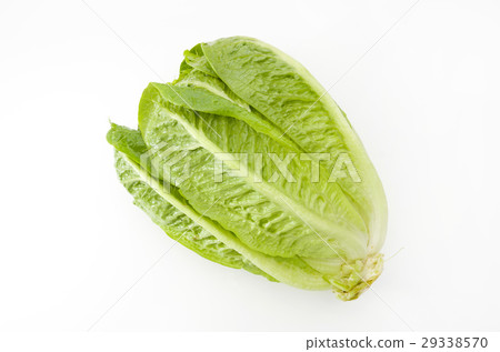 Romein生菜 Romein生菜 29338570