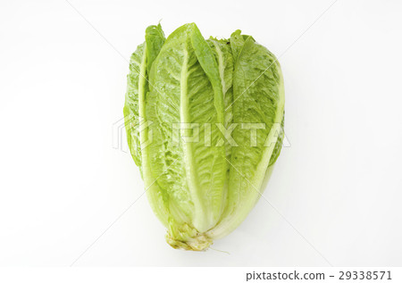 Romein生菜 Romein生菜 29338571