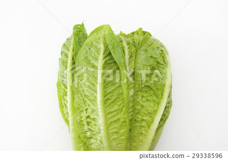 Romaine lettuce 29338596