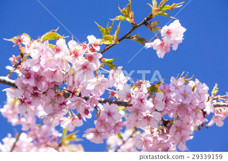 Flowering of Sayama Hills Momo in early spring Flowering of Sayama Hills Momo in early spring 29339159
