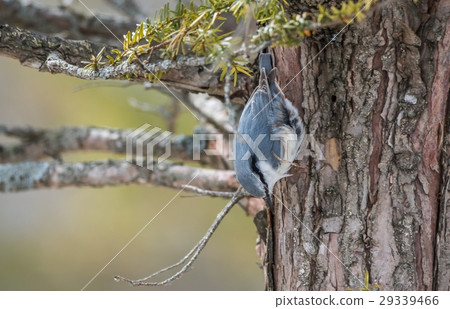 Goblin Goblin 29339466