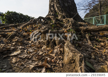 Tree root 29339845