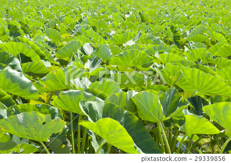 Taro (Turnm) Field 29339856