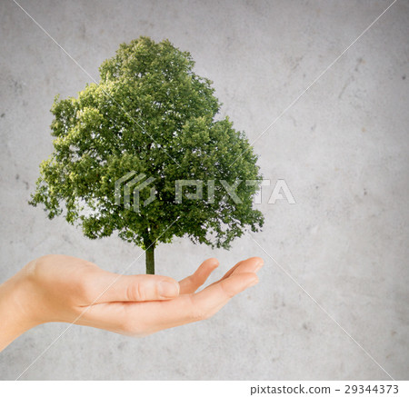 hand holding green oak tree over gray background 29344373
