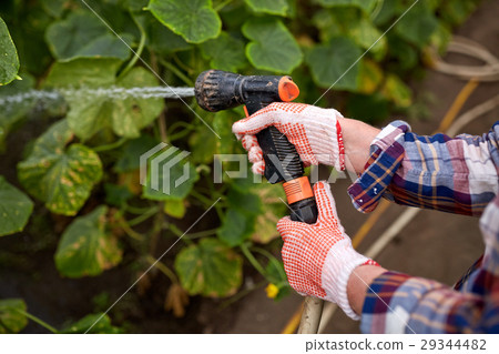 farmer with garden hose watering at greenhouse 29344482