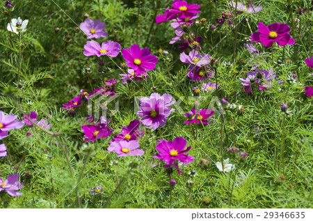 Cosmos Cosmos 29346635