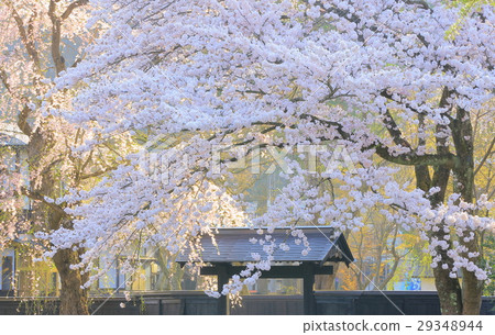 Buddy cherry blossoms and samurai residences 29348944