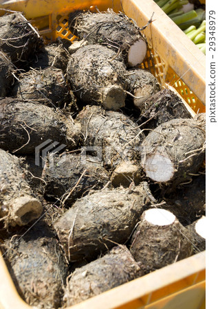 塔瑪拉豐收 塔瑪拉豐收 29348979