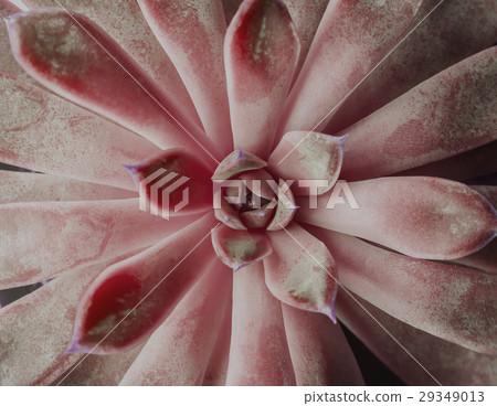 beautiful geometric succulent top view beautiful geometric succulent top view 29349013