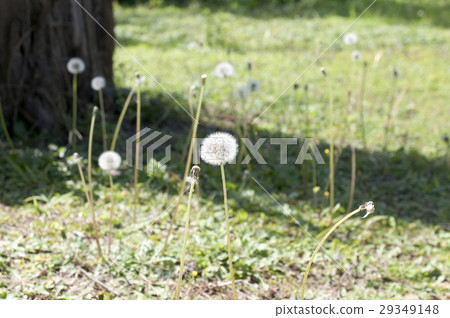 Dandelion's fluff Dandelion's fluff 29349148