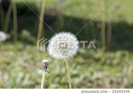 蒲公英的絨毛 蒲公英的絨毛 29349149