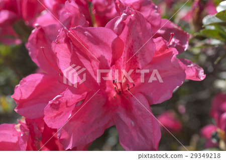 Azalea 29349218