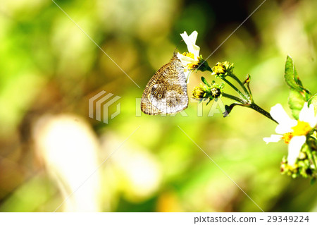 小波眼蝶 29349224