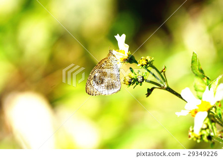 小波眼蝶 29349226