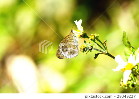 Wavelet eye butterfly Wavelet eye butterfly 29349227