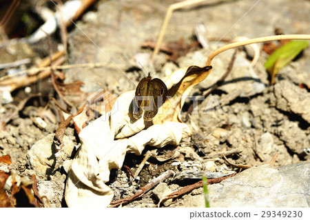 小波眼蝶 29349230