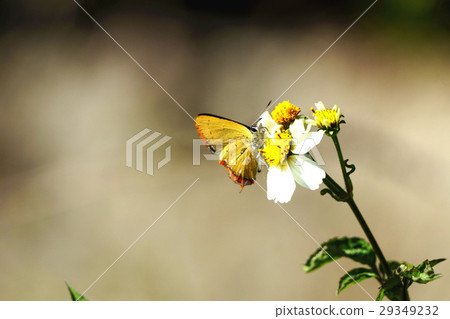 紫日灰蝶 29349232