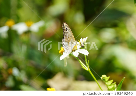 小波眼蝶 小波眼蝶 29349240