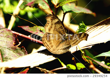 黑眼蝴蝶 29349254