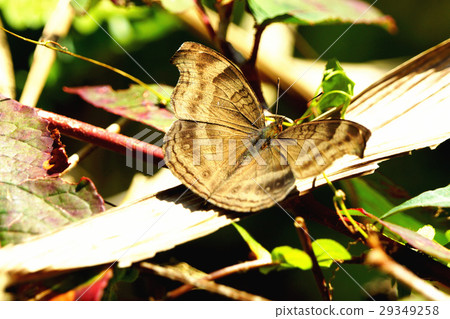 黑眼蝴蝶 29349258