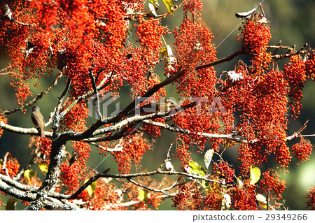 Shantongzi Shantongzi 29349266