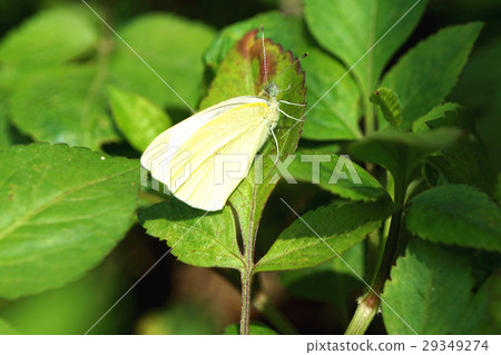 白粉蝶 29349274