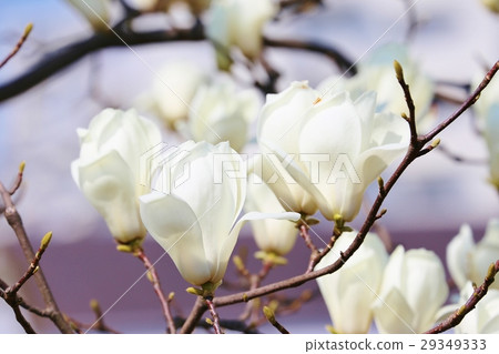 Haku Mokren 29349333