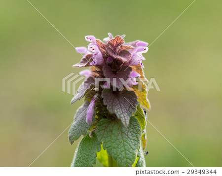春天豆芽 春天豆芽 29349344