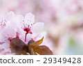 櫻花 29349428