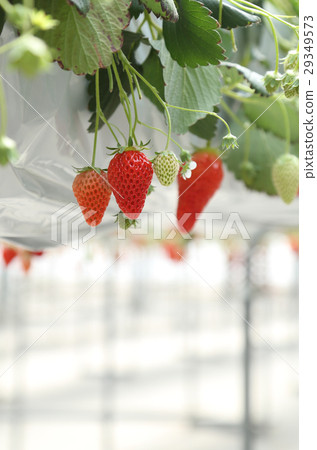 草莓採摘 29349573