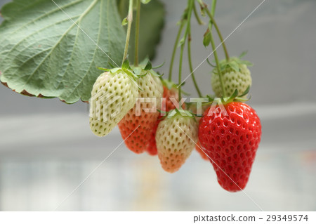 草莓採摘 29349574