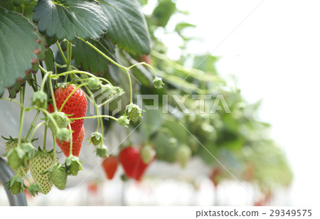 草莓採摘 29349575