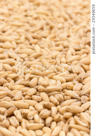 Auto Groats（Hall Oats）：全燕麥 29349659
