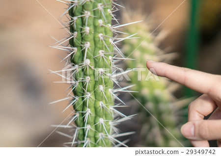 Cactus 29349742
