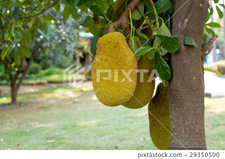 Young jackfruit on the tree on natural background 29350500