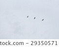bird  29350571