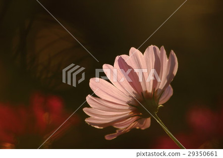 Cosmos (sensation) Part 50. Cosmos flower Cosmos (sensation) Part 50. Cosmos flower 29350661