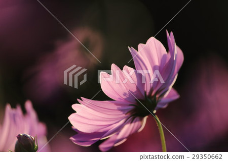 Cosmos（感覺）第51部分。波斯菊花 29350662