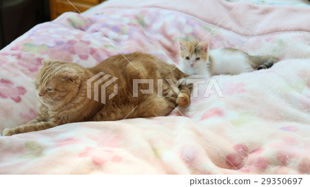 Kitten clinging to the buttocks 29350697