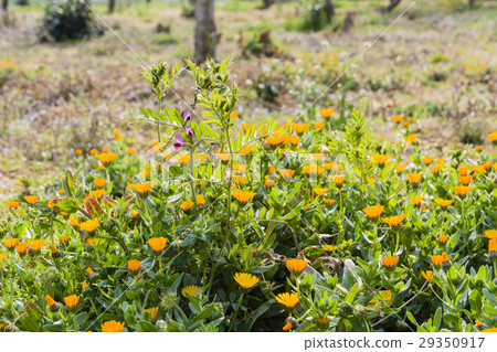 一個春天領域的花在休耕地 一個春天領域的花在休耕地 29350917